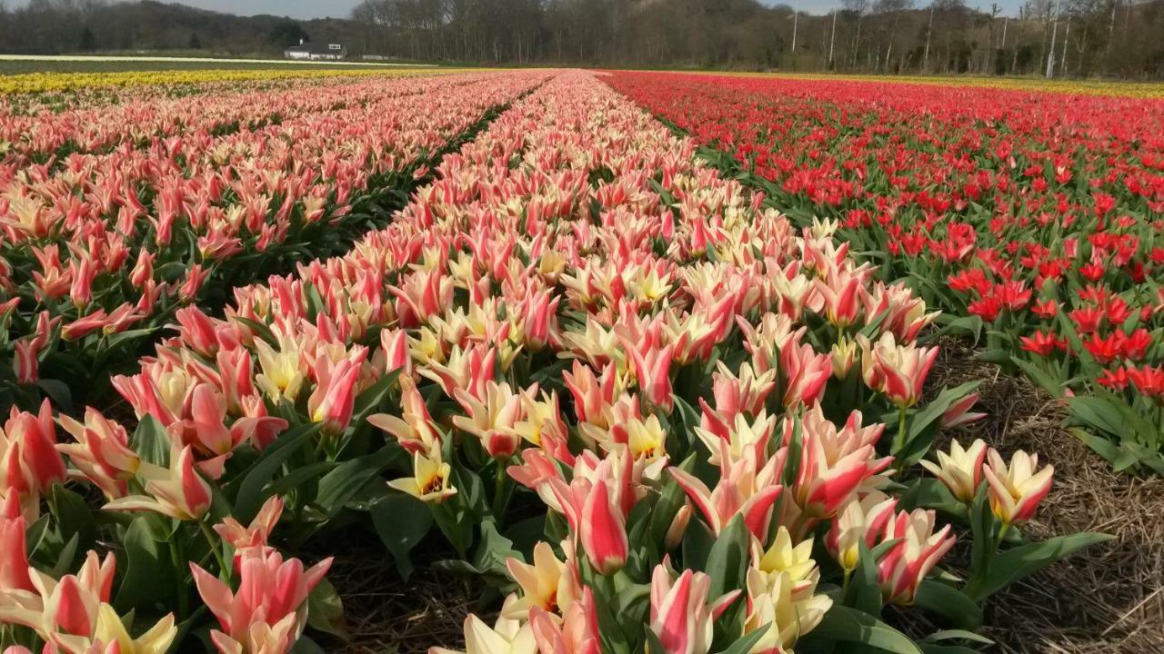 Zomerhuis Duinzicht Egmond aan den Hoef Exterior photo